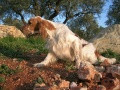 Setter Anglais ASIA DE L'ECHO DE LA FORET Setter Anglais ASIA DE L'ECHO DE LA FORET